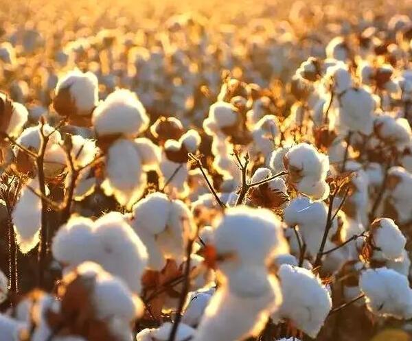 最好的棉質(zhì)面料&mdash;&mdash;埃及長絨棉